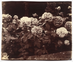 Eugene Atget  Rose Garden, Bagatelle, Paris, France, ca. 1921