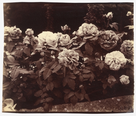 Eugene Atget  Rose Garden, Bagatelle, Paris, France, ca. 1921.
